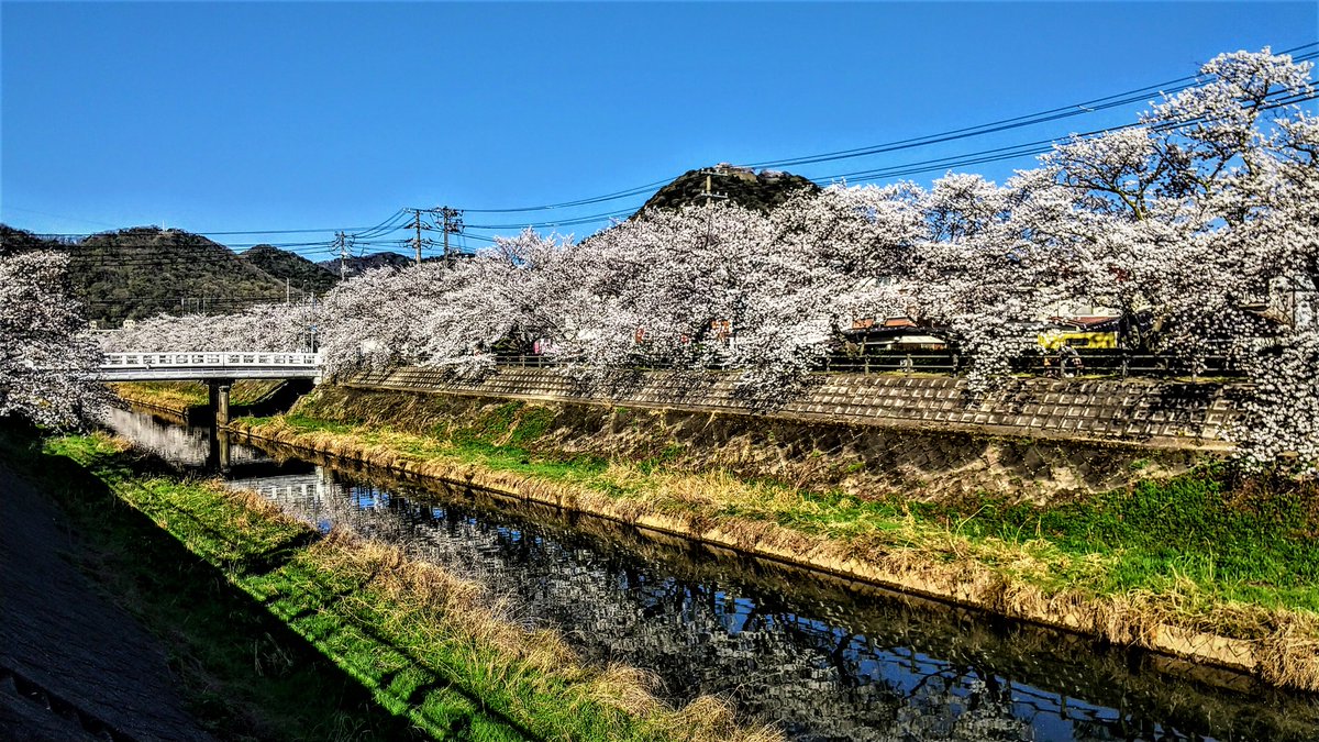 kurousagiX1's tweet photo. ●桜土手の桜が満開です。3/28日 2023
…久々の青空の下で桜が楽しめます。
…#鳥取 #風景 #春 #桜 https://t.co/RC0ktqntVD