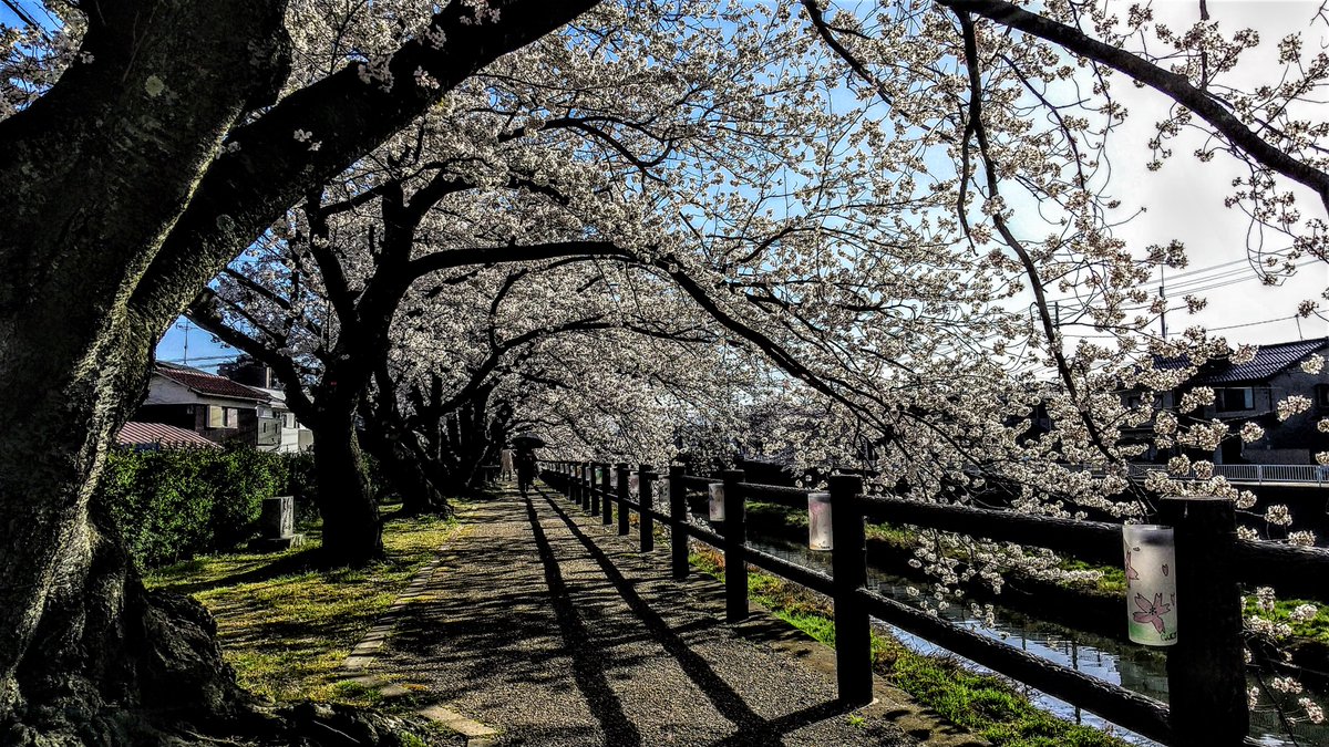 kurousagiX1's tweet photo. ●桜土手の桜が満開です。3/28日 2023
…久々の青空の下で桜が楽しめます。
…#鳥取 #風景 #春 #桜 https://t.co/RC0ktqntVD