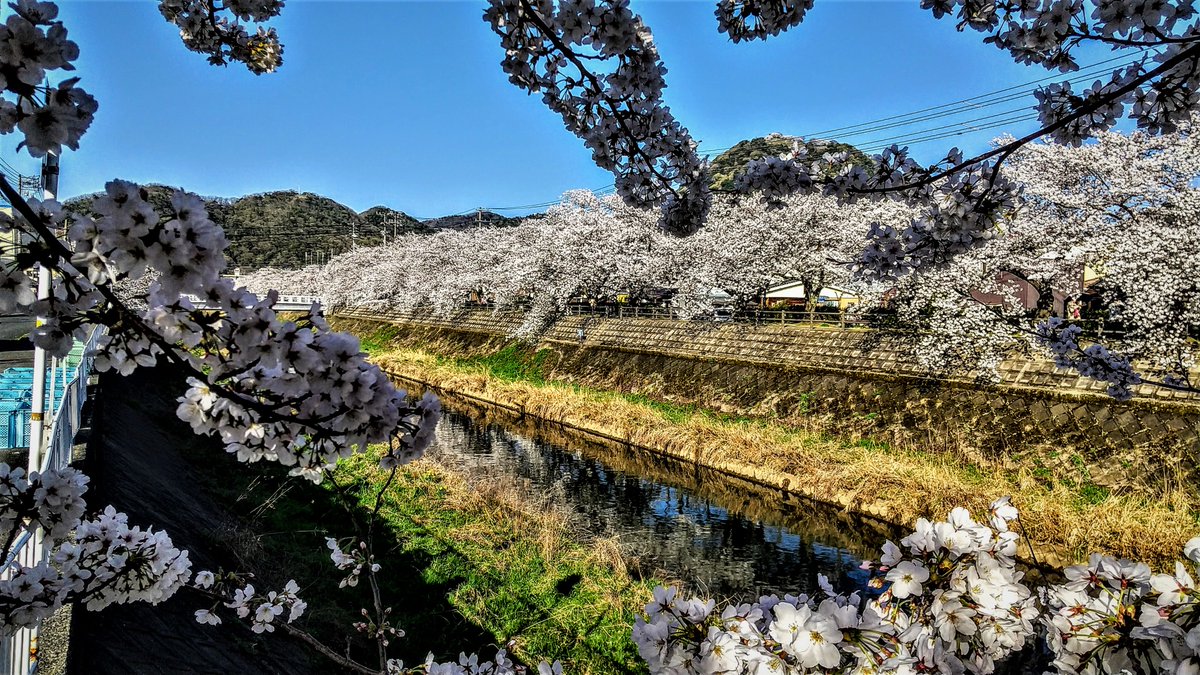 kurousagiX1's tweet photo. ●桜土手の桜が満開です。3/28日 2023
…久々の青空の下で桜が楽しめます。
…#鳥取 #風景 #春 #桜 https://t.co/RC0ktqntVD