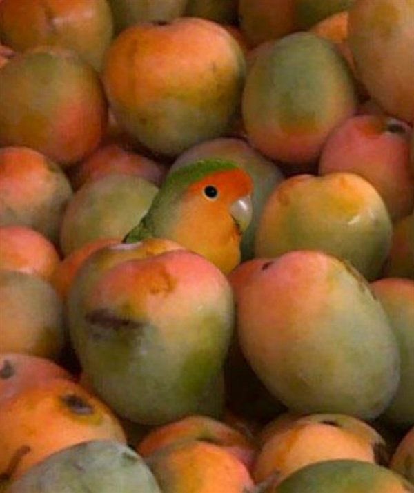 saam_0005's tweet photo. quiero un loro mango https://t.co/4YOiJvypqB