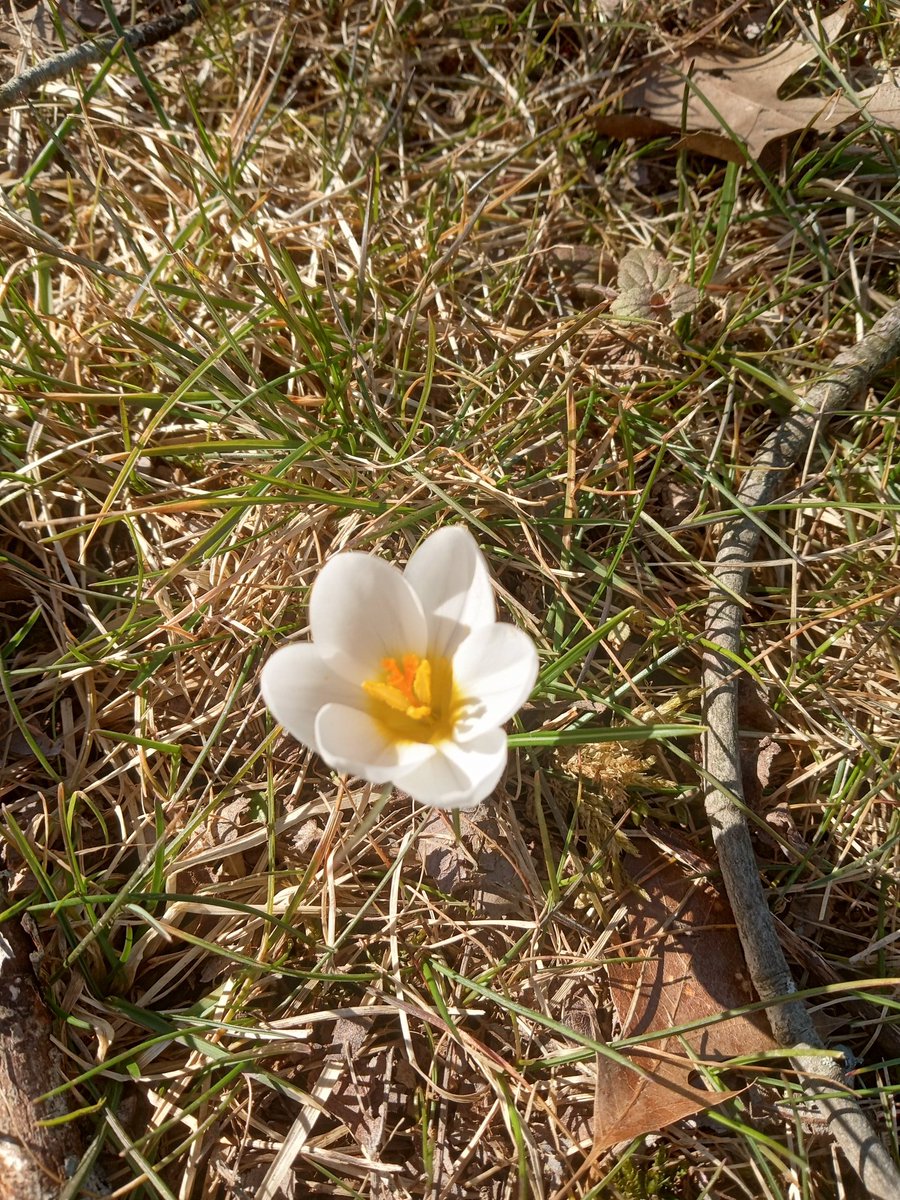 #Catskillmountains #spring a sign spring has finally sprung, the snow crocuses are out.