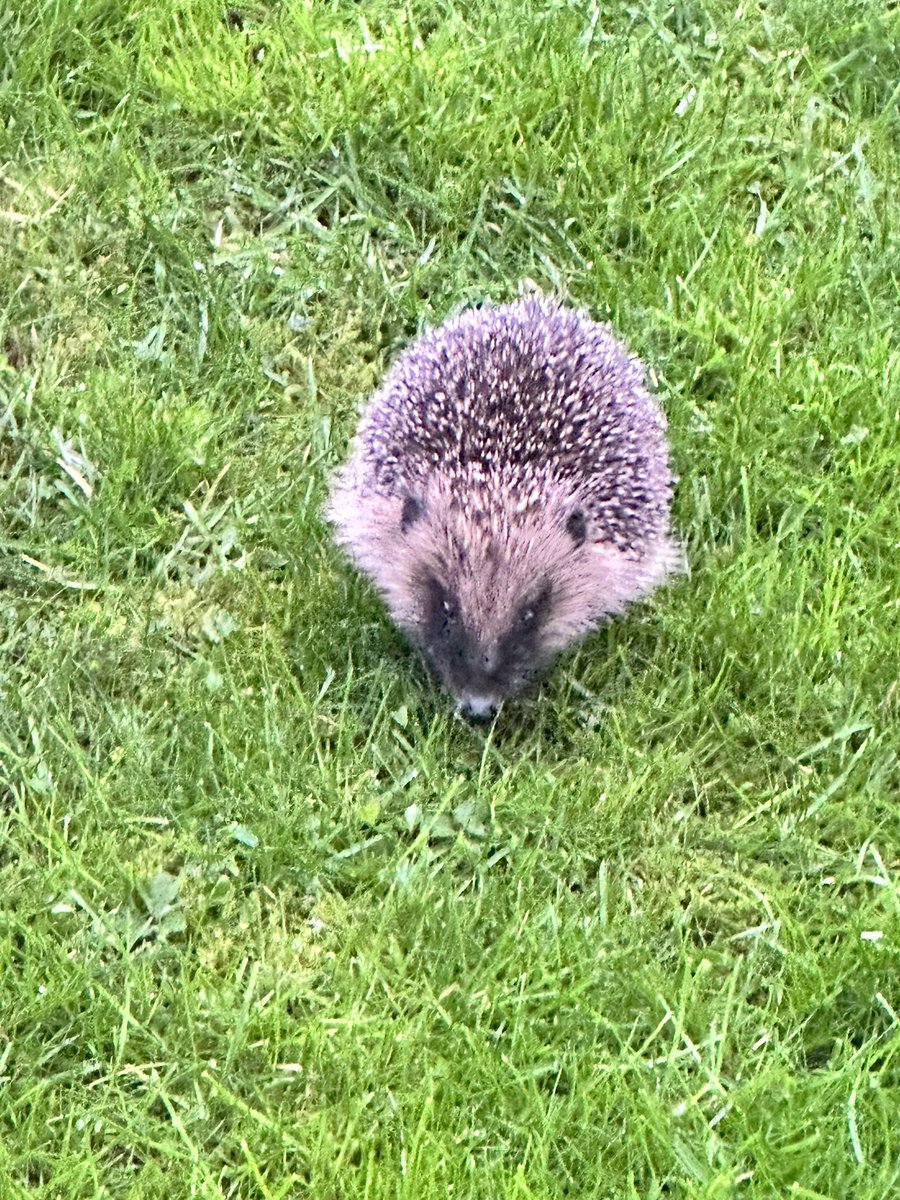 A little friend popped out to say hello this afternoon at school 🦔 <a href="/stlukesoldham/">St Luke's CE Primary</a>