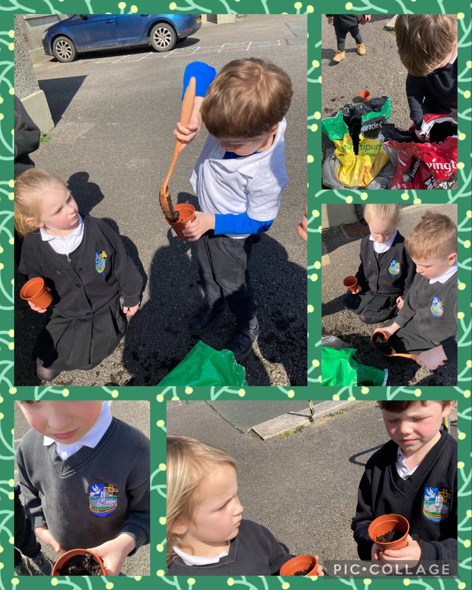 ypd_aidancampus's tweet photo. After reading the story of “ Biyu the Brave Pea” 🌱 We planted our own! 

“We plant a ‘seed’ of kindness that grows bigger because other people are then kind to others.” 💚🌱💚

@Penrhyndewi #teamypdva🖤💛 https://t.co/FZYy3s4CgD