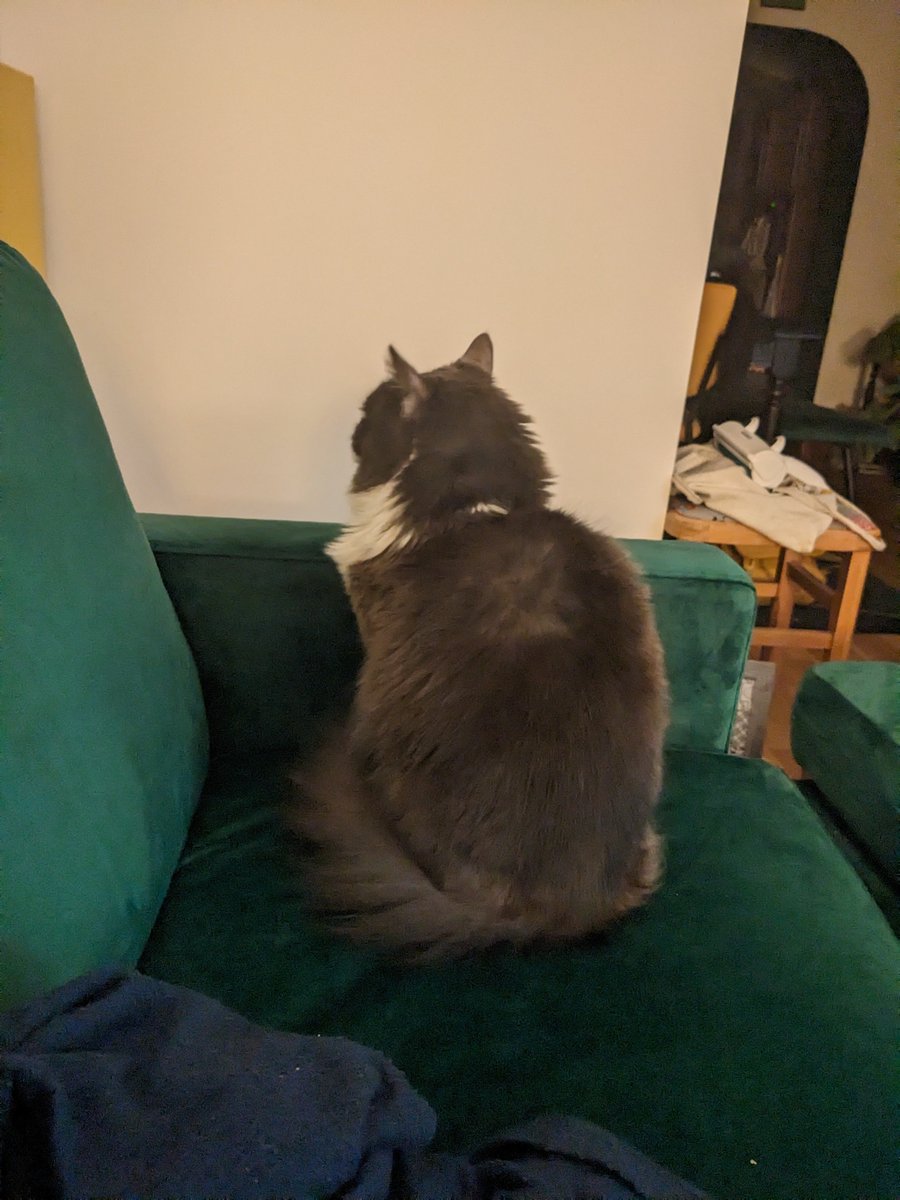 SupJP's tweet image. Why's my cat so sad today?