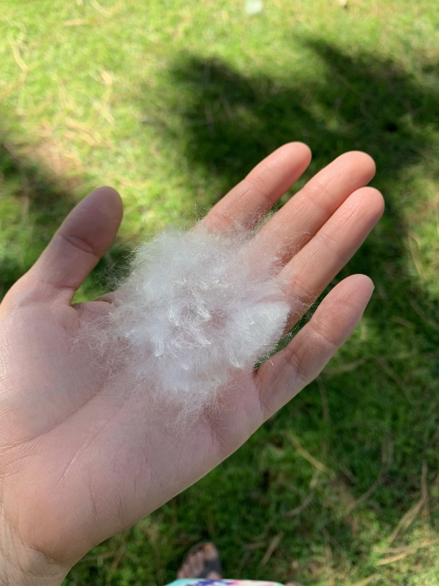 Felicia (@kodachi) on Twitter photo 