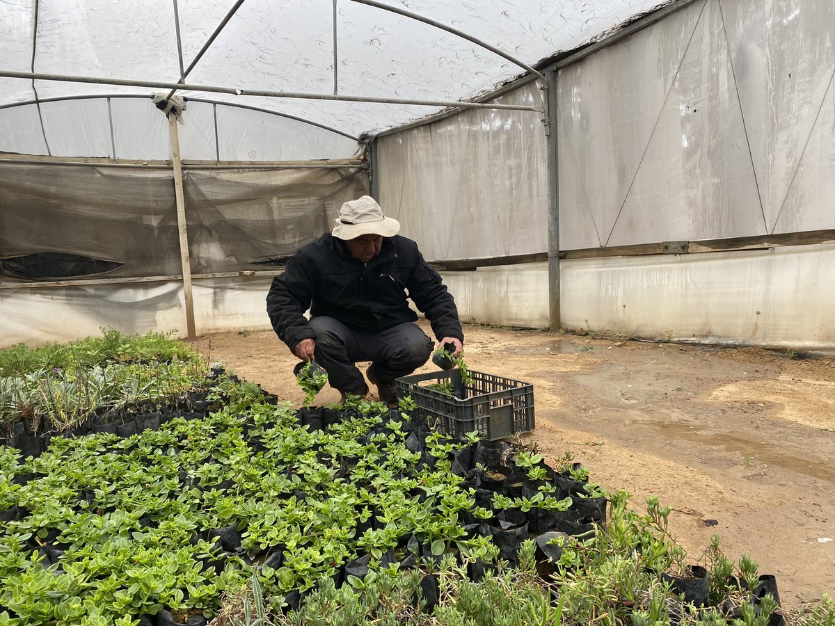 HemaJaradah's tweet photo. Even if it is raining outside, our dedicated team are always busy in many tasks.

Photos from last week, @CWGC Gaza. https://t.co/bqvcrG13LZ