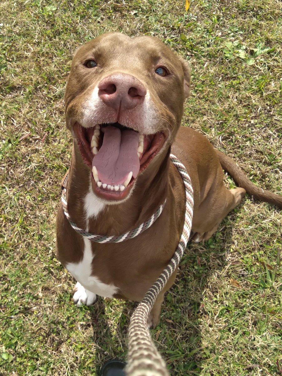 HeatherSilvio's tweet image. Looking for a snuggly dog? 7yo Reno (ID A004927) wants nothing more than to get lots of attention from his human. Reno has done well with dogs but would do best in a home without cats. Contact @AnimalsPCAS today to meet him!

#AdoptDontShop #pascofl #shelterdog