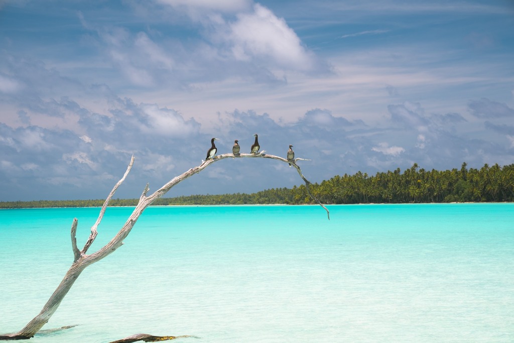 Pacific Beachcomber tweet media