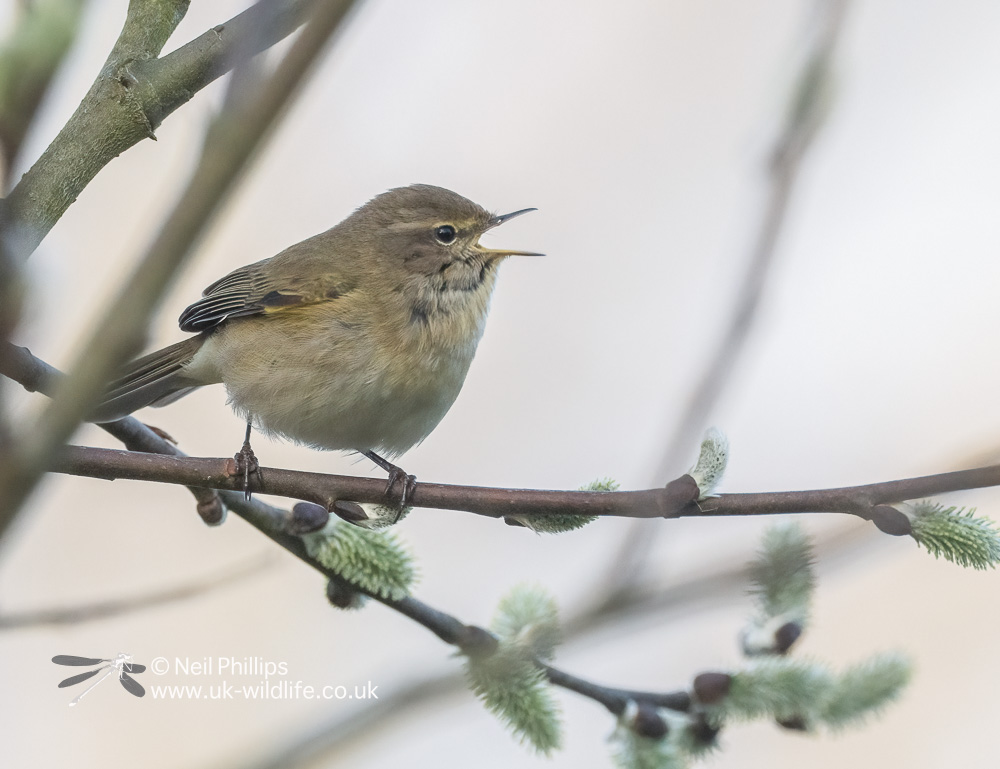 A Chiffchaff singing in the reserve.  Join us this Thursday for a walk round the reserve looking for these wonderful birds and other signs of spring on our Spring Wildlife Walk.

Book here: buytickets.at/dawshalltrust/…