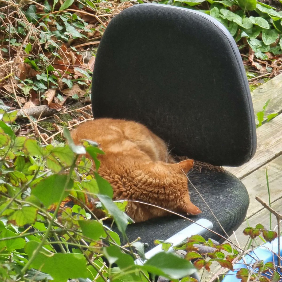ElijahJLatham's tweet photo. Nice long afternoon swim, and spotted a lovely little cat on my walk home! https://t.co/M1Wrt6GwRv