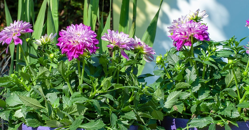 Planting Flower Bulbs in Containers | 10 Best Summer Bulbs for Pots bulbblog.com/planting-summe…