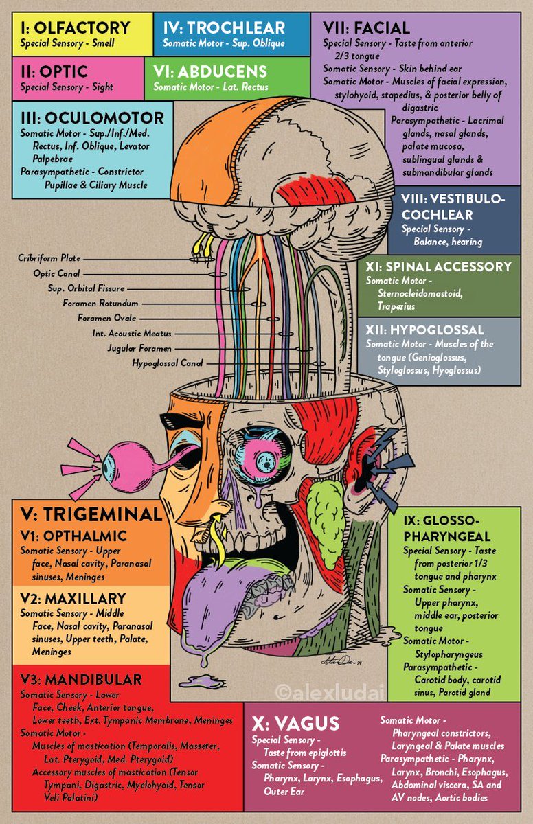 This is an awesome Cranial Nerves, Functions, and Foramina primer from <a href="/alexludai/">Alex Dai, MD, MPH</a>