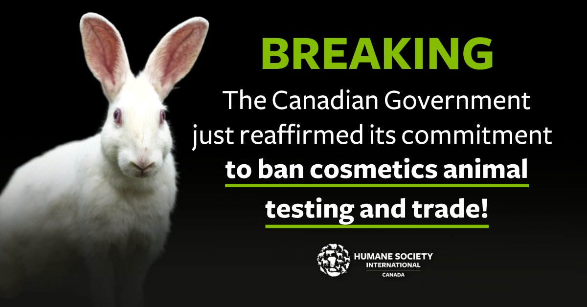 📢 BREAKING: A commitment to ban cosmetics animal testing and trade was included in the tabling of Canada's Federal #Budget2023. 🎉 ​ This is huge news for animals across the nation. Stay tuned for more updates. #BeCrueltyFree