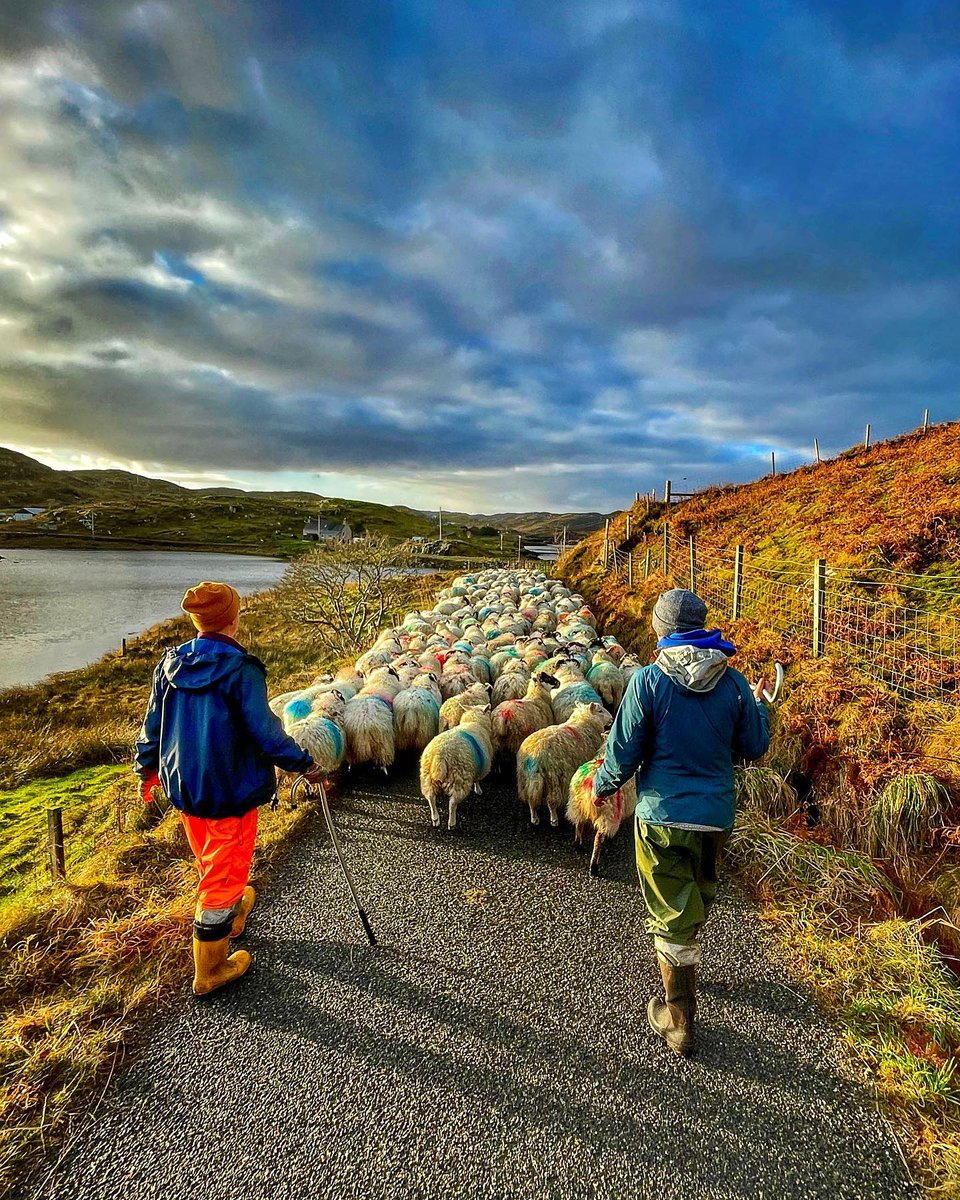 The Outer Hebrides are home to a huge number of sheep and crofting is a big part of our island heritage.

📸: @hebrideanbaker
#visitouterhebrides  #hebrideanway