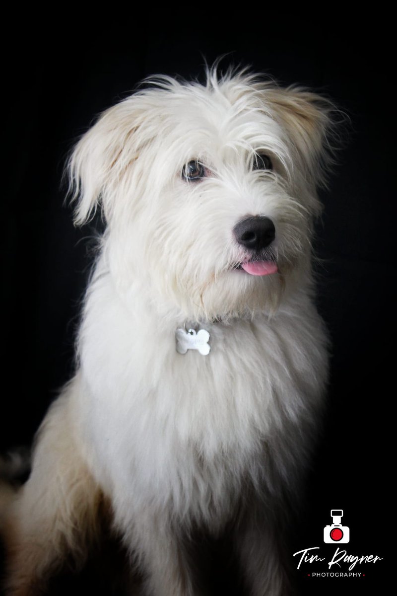 Kimchapman96's tweet photo. @Phil_Sledge Bertie our 9 month old rescue pup sticking his tongue out 🐾 https://t.co/D8u3187Mw5