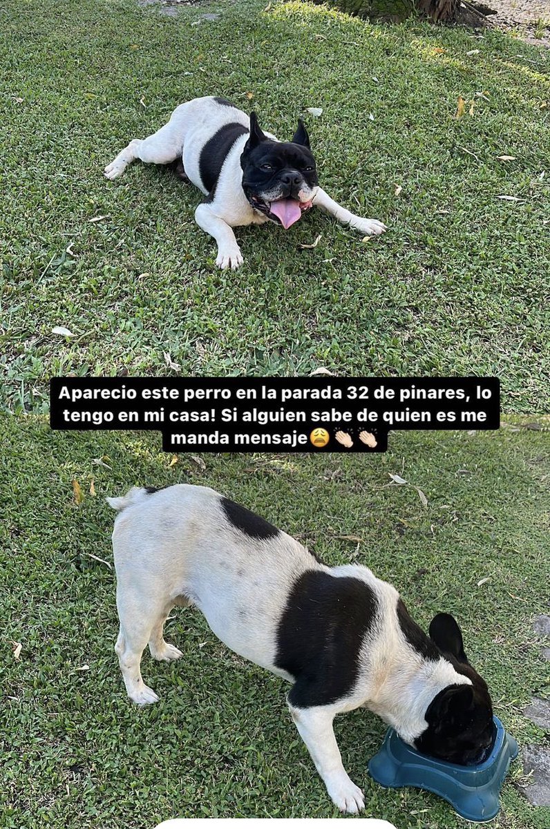 Arenanegra (@arenanegra19) on Twitter photo Busco a sus dueños, apareció hace una semana en zona de Pinares Maldonado.Lo he publicado en todo los grupos de animales perdidos y no apareció nadie.<a href="/emekavoces/">Marcelo Umpierrez 📞099323625</a> <a href="/ladocarmo/">Laura do Carmo Iraola 🇺🇾</a> <a href="/grazianopascale/">GRAZIANO PASCALE</a> <a href="/PichuNin/">Juan Manuel Nin</a> Busco a sus dueños, apareció hace una semana en zona de Pinares Maldonado.Lo he publicado en todo los grupos de animales perdidos y no apareció nadie.<a href="/emekavoces/">Marcelo Umpierrez 📞099323625</a> <a href="/ladocarmo/">Laura do Carmo Iraola 🇺🇾</a> <a href="/grazianopascale/">GRAZIANO PASCALE</a> <a href="/PichuNin/">Juan Manuel Nin</a>