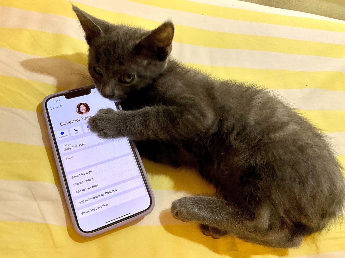 Don’t bother me, I’m busy making my calls to @GovKathyHochul.. coz kats don’t let other kats toast the planet. #renewableheatnow #RenewableHeatMeow