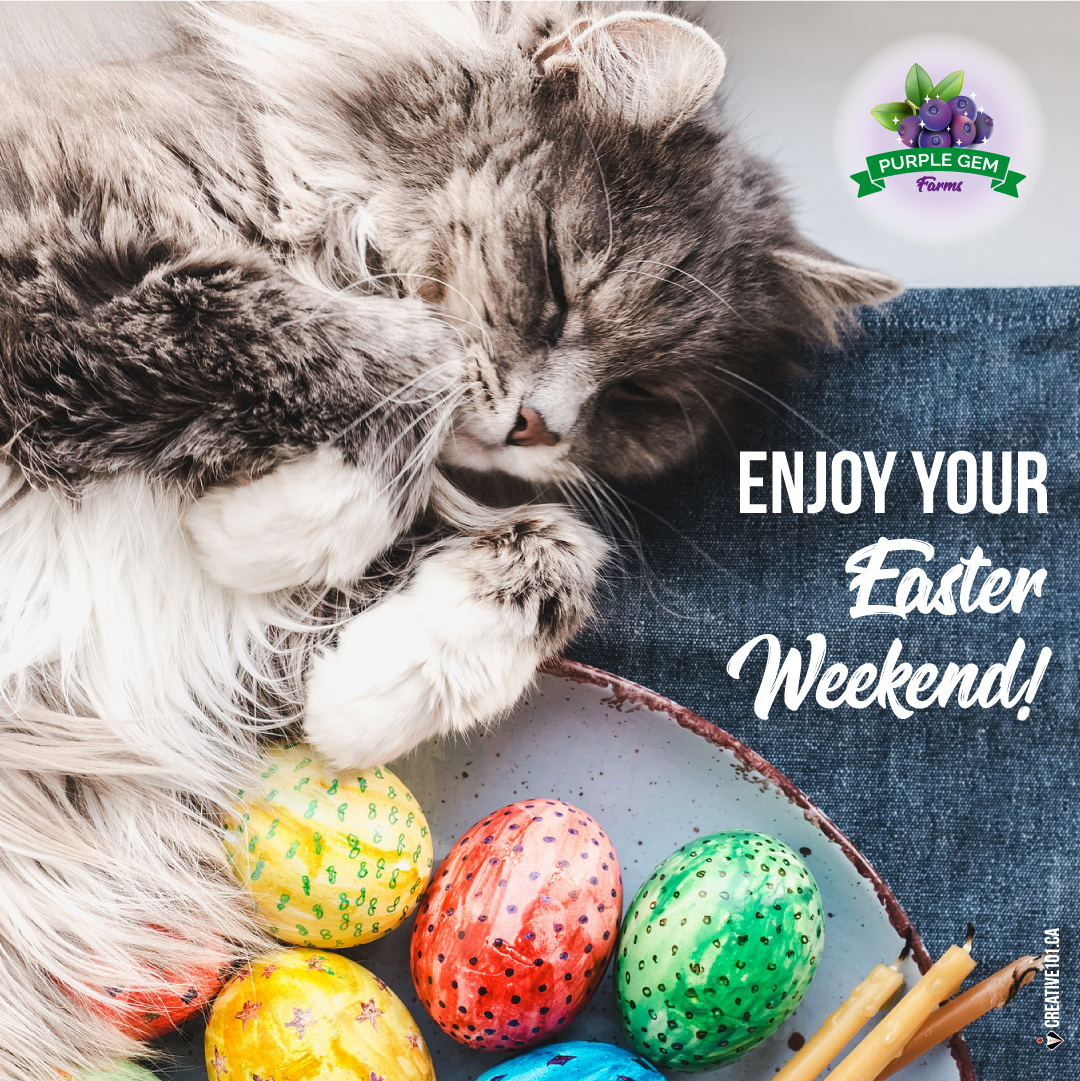 #LongWeekend Hope you have a great long weekend and the Easter Bunny is good to you! 😄🐰

#SaskatoonBerries #BerriesAlberta #LeducBusiness #BerriesForRestaurants #BerriesForBakeries #BerriesRetail #BerryJuice #NaturesLittleGem