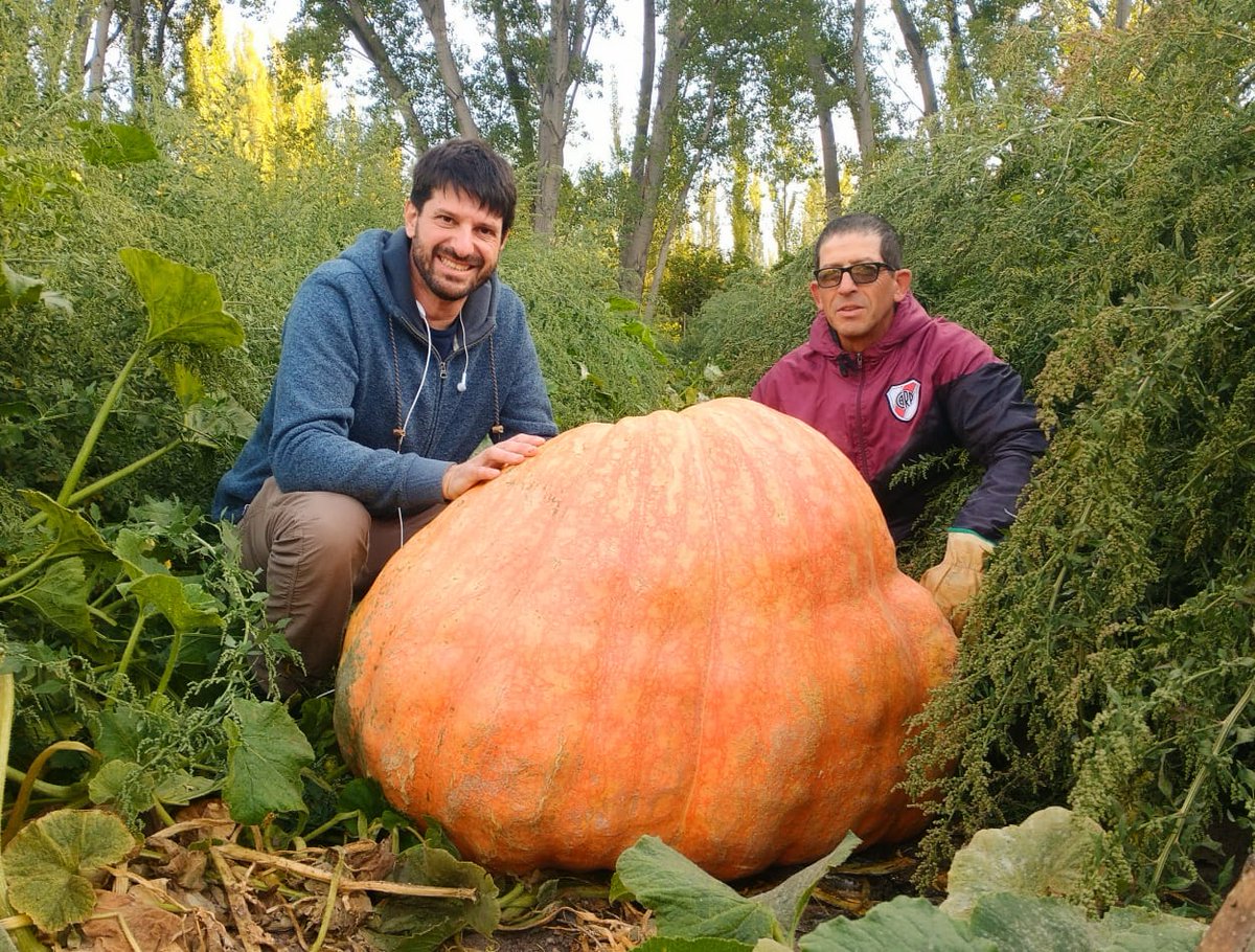 FLR_NQN's tweet photo. Exposición de zapallos gigantes 😳😳😳 y venta de plantines agroecológicos #PRODA 
FERIA DE LA AGRICULTURA URBANA https://t.co/6Mydz4mzH0