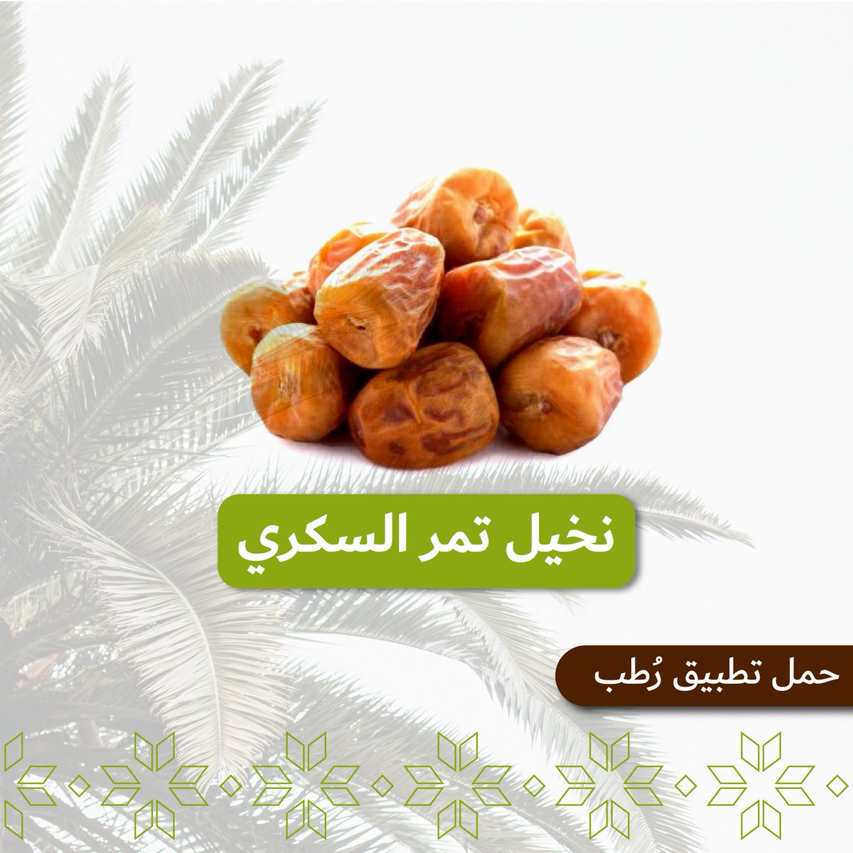 rutab_app's tweet photo. ⚜️نخيل السكري⚜️
يعتبر النخيل السكري من أشهر أنواع النخيل في السعودية وفي الوطن العربي كاملًا، ويتميز التمر السكري بمذاقه الرائع، وشكل ثمرته الإهليلي والتي تكون صفراء اللون، ويمكن تناوله في مختلف مراحل نموه سواء أكان تمرًا أم بلحًا أم رطبًا، ولكل مرحلة مذاق مختلف.

#رطب #تمور https://t.co/eeiro3R1Th