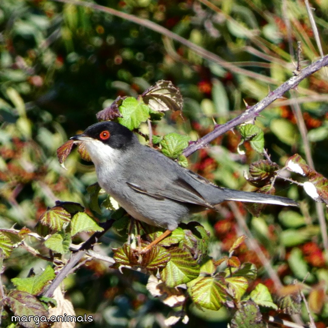 Bon dia 😍

🐦 Sylvia melanocephala 

M'ha costat escollir la foto d'avui. Al final he pensat que una Sylvia il·lumina el dia a qualsevol❤️

Us promet que cada cop que en veig una perfectament enquadrada em pega un microinfart perquè en qüestió de segons pot haver partit😂