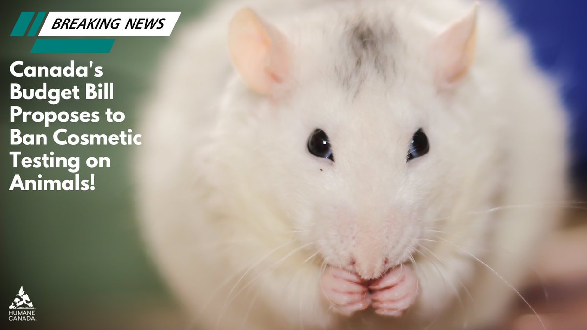 BREAKING NEWS: Government of Canada moves to ban cosmetic testing on animals in the 2023 Budget Bill. This is a huge win for animal welfare! Cosmetic testing is unnecessary and painful for animals, and an issue we've been advocating to end for years. Help spread the good news!