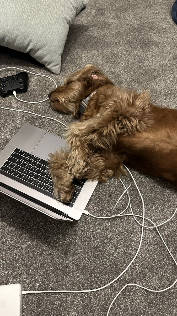 LKorsun's tweet photo. My dog Bella offered to help knock out some dev user stories…
I don’t think this will get it done…
@elonmusk - What’s the proper protocol for discipline here?
#dogswhocode #dogsatwork #allpawsondeck #startup
🐶😂 https://t.co/66Xr4RrbMt