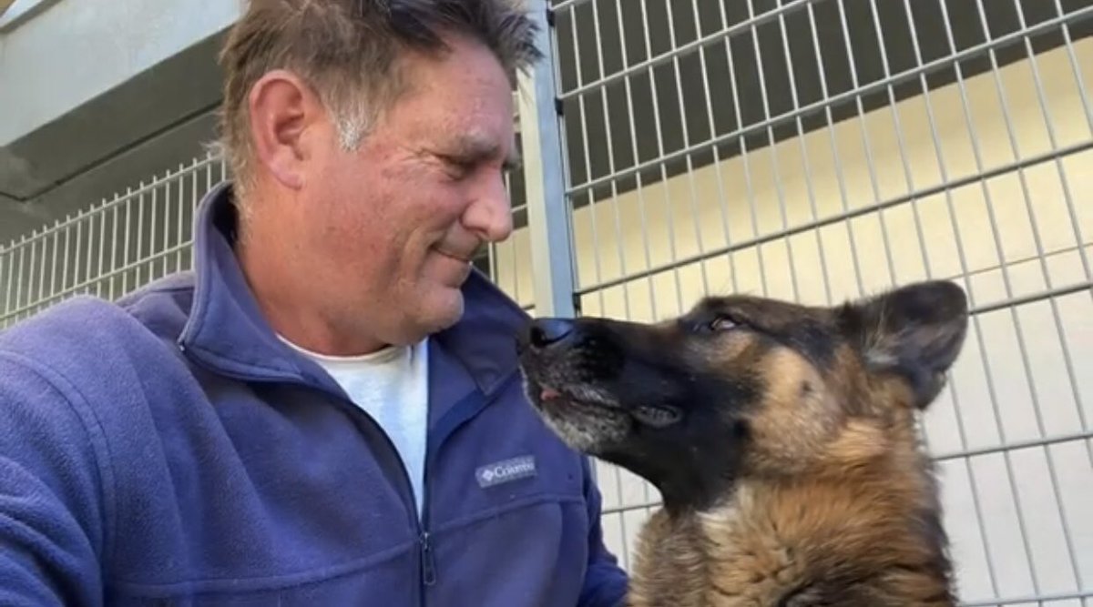 Iza_2021's tweet photo. 🆘Euthanasia🆘LAST CALL🚨

Wordle stunning #GermanShepherd MUST EXIT TOMOROW Wednesday 29th 10am or will be killed !😭

🚨Someone in #SoCal who can #foster him would encourage a #rescue to step up🙏🏼
#fostering is free and temporary! 
#A0999876 #ContraCosta #California https://t.co/Yvh3z7Ncdg
