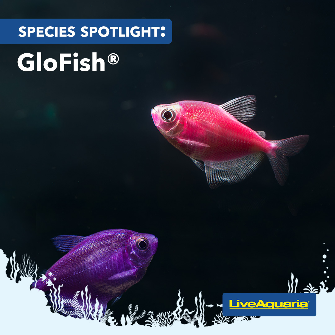 LiveAquaria's tweet image. Did you know GloFish® are not dyed and their color, which is inherited from their parents, does not fade! Perfect for the beginner, GloFish® make a great addition to your workspace, dorm, or kid's room.

👉bit.ly/3zeYRf5

#SpeciesSpotlight #GloFish