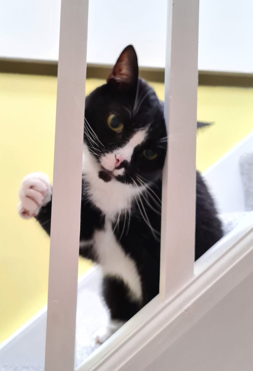 #CatsOfSROC Spike wants to know when the Ceilidh is going to start. He's raring to go!