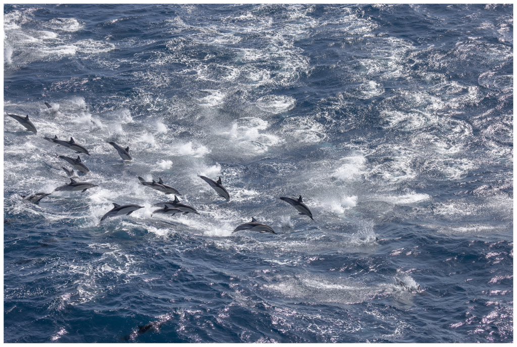 En route to Montevideo after another spectacular voyage with @ponant on Le Commandant Charcot. An incredible sight as hundreds of common dolphins travelled alongside us. Stunningly beautiful.