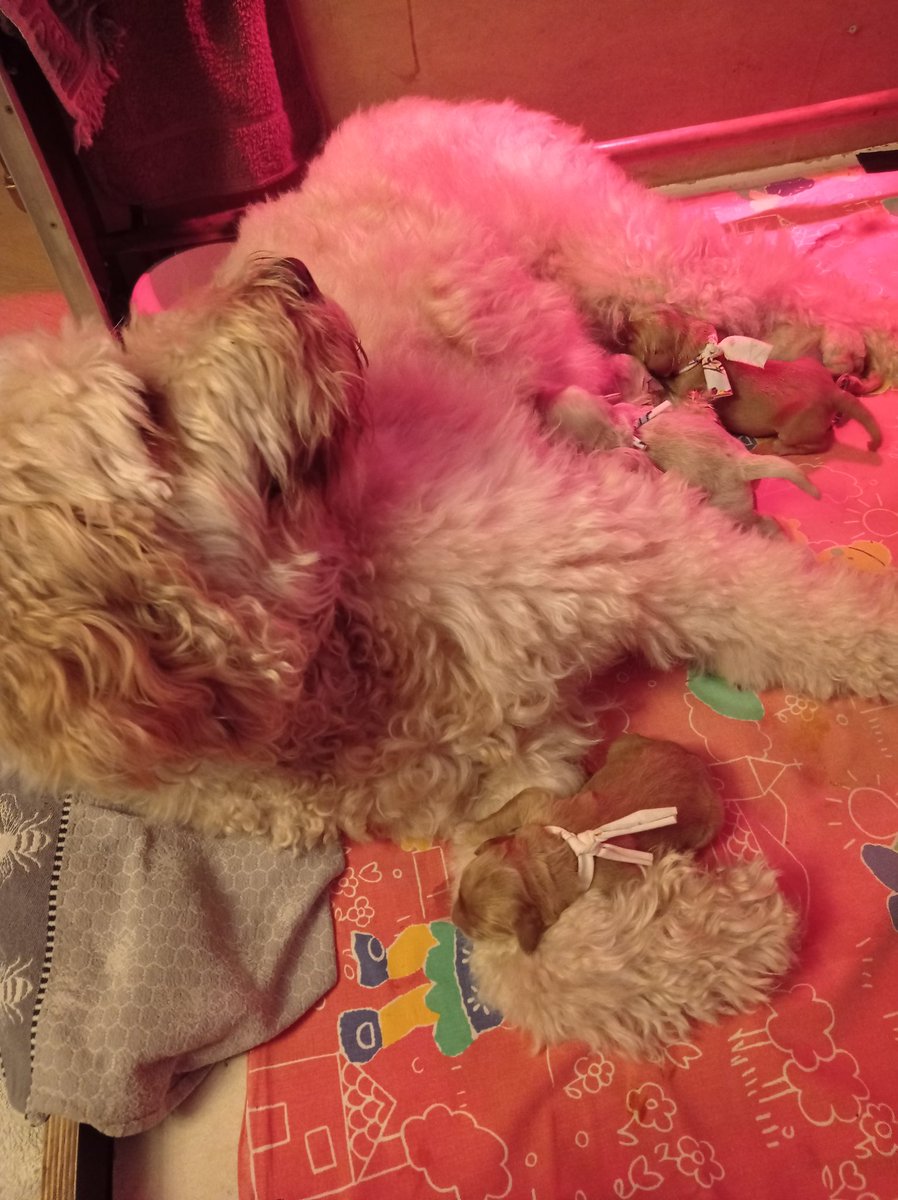 VeldLot🌷 tweet media