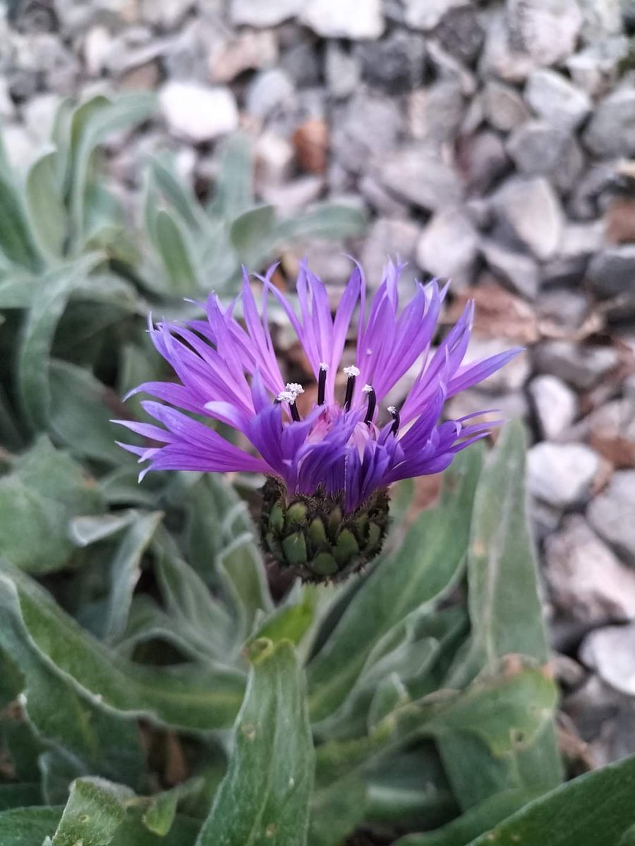 MichellePoet's tweet photo. #flowerphotography #photo #photos #photographyislife #photographylover #photographer #photography #photooftheday #photoartist #blessedbe #devonlife #michellemorris #NFT #NFTs #nftphoto #NFTphotographers #nftcreator #creative #flowerpower https://t.co/JTXBUU6xum