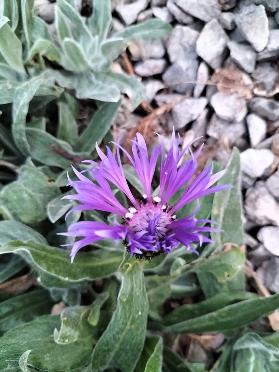 MichellePoet's tweet photo. #flowerphotography #photo #photos #photographyislife #photographylover #photographer #photography #photooftheday #photoartist #blessedbe #devonlife #michellemorris #NFT #NFTs #nftphoto #NFTphotographers #nftcreator #creative #flowerpower https://t.co/JTXBUU6xum