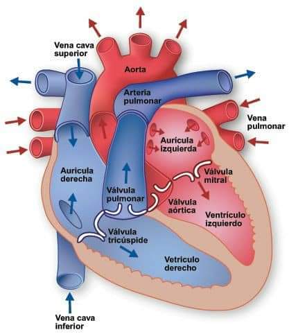 AnatomiaEl7499's tweet photo. Anatomía del corazón. https://t.co/RcQ4Rg3BJC