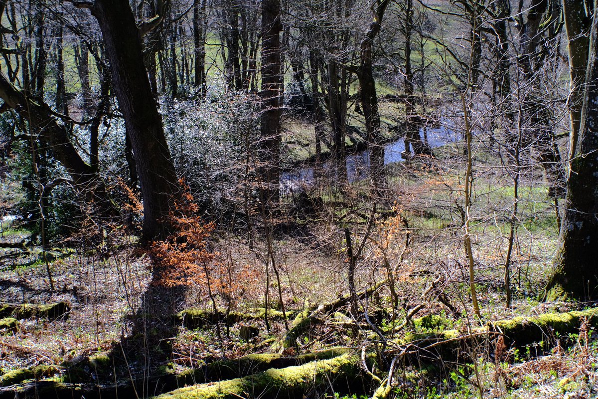 Overlooking the Wansbeck at Wallington as the woods are coming to life.  Fujifim XT-20 fitted with a vintage M42 Fujinon-W EBC 28mm 1:2.8.<a href="/nationaltrust/">National Trust</a> <a href="/FujifilmUK/">FUJIFILM UK & Ireland</a>  #ebc #fujinon #wallingtonhall #manualfocus  #vintagelens