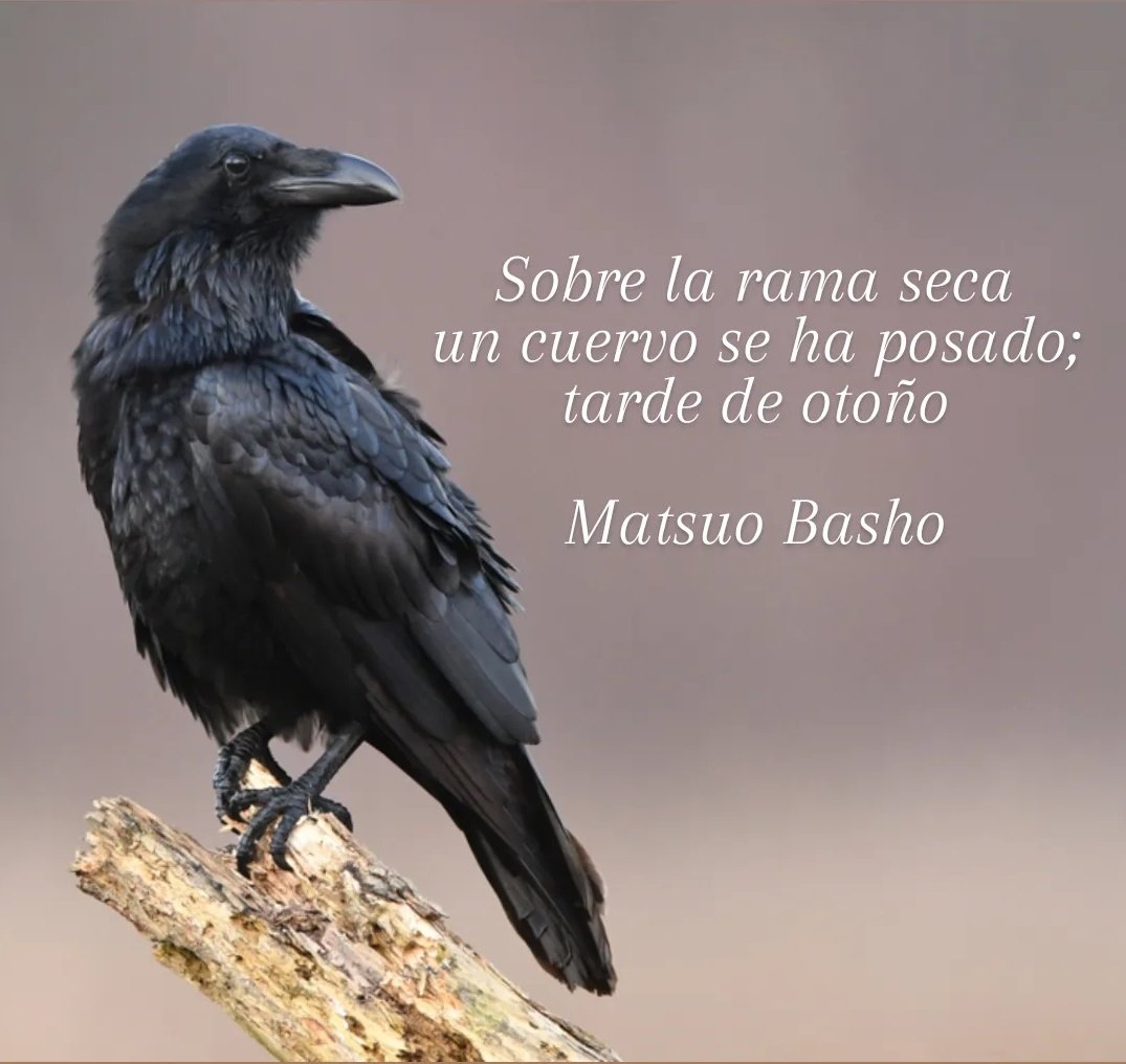 Laura Galca (@laura_galca) on Twitter photo 