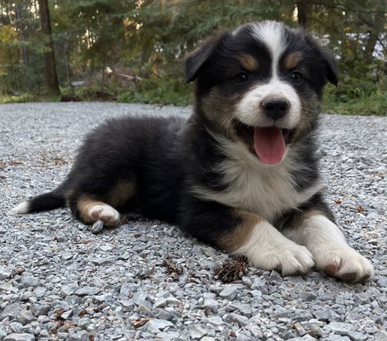 𝘾𝙚𝙧𝙧𝙖 tweet media