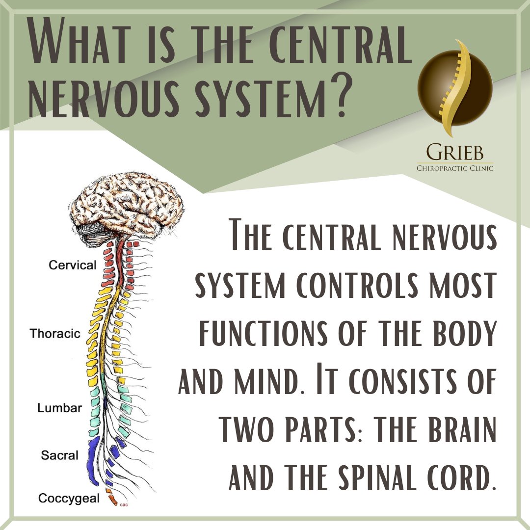 GriebChiro's tweet photo. Chiropractic care stimulates the nervous system to release various chemicals and hormones that regulate blood pressure and flow, calm the brain and reduce inflammation. #GriebChiropracticClinic #Chiropractor #ChiropracticCare #Health #HealthyLiving  #WexfordChiro https://t.co/LHCi75VNI5