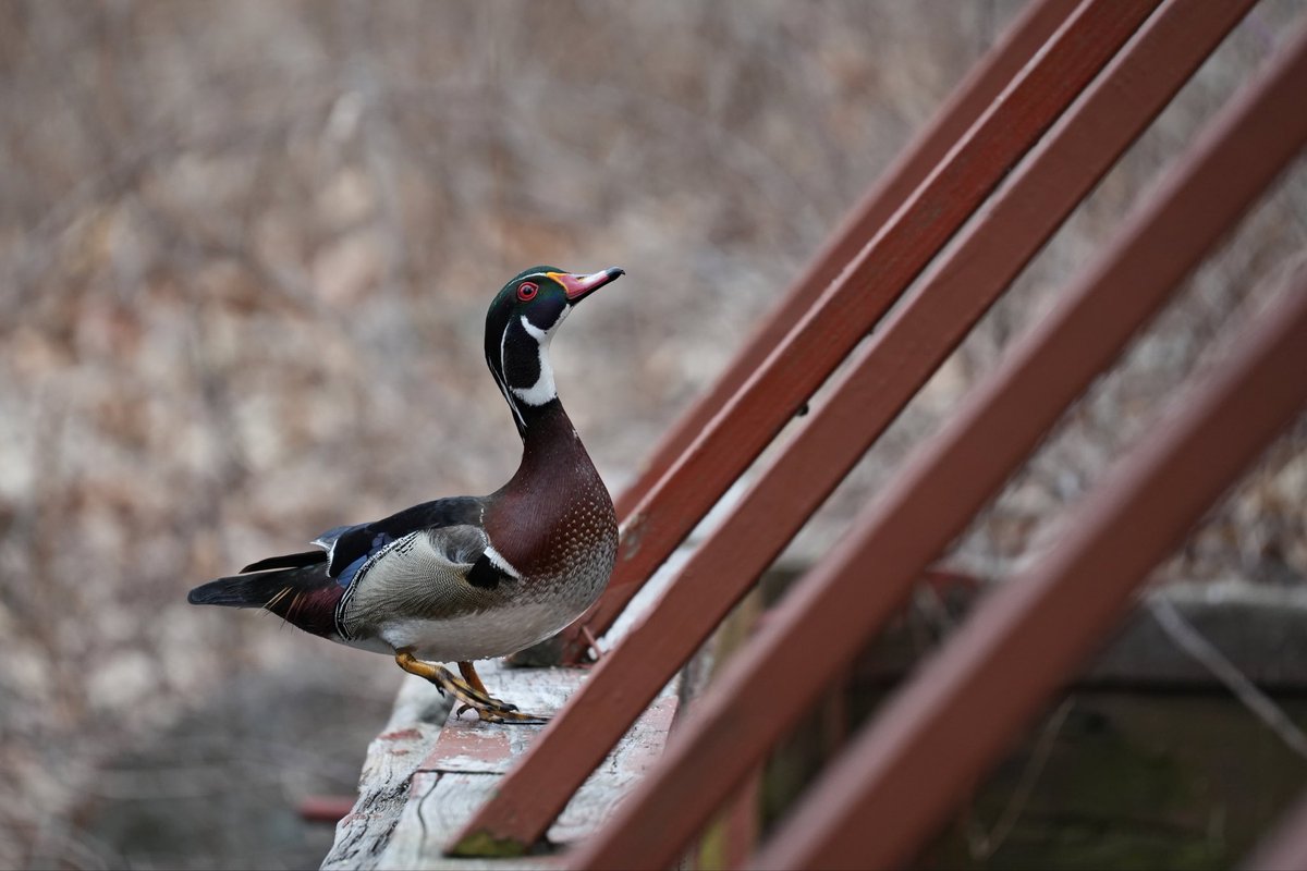 PapaBeardedNFTs's tweet photo. Iβm out on a walk with BabyB but just had to thank @cubepixxx for scooping my #PBpure 1/1 βWood Duck at the Readyβ
Your support of photographers on #tezos is so encouraging https://t.co/fxzyfEFaty