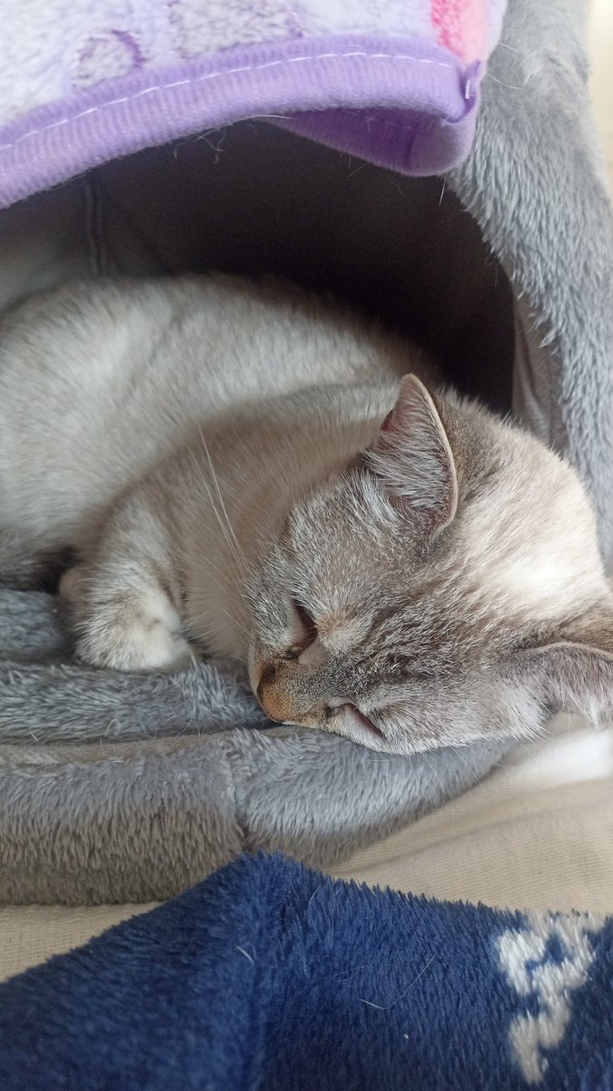 abimaleficent's tweet photo. Gata perdida por los Alcázares en la zona de los narejos, hotel 525. Por favor, si alguien la ha visto que contacte por mensaje privado. Tiene chip y está esterilizada. @sosgatosmurcia @PatitasUnidas13 https://t.co/ufPDuL4AGx