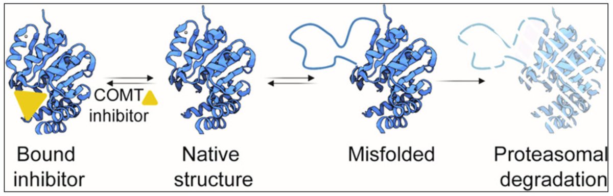 LindorffLarsen's tweet photo. Now out:
Rare Catechol-O-methyltransferase Missense Variants Are Structurally Unstable Proteasome Targets
with Fia Larsen, @CagiadaMatteo, Jonas Dideriksen, @_amelie_rocks and @rasmushartmannp 

https://t.co/phPTkXUAUy https://t.co/VzLaGNKd1l