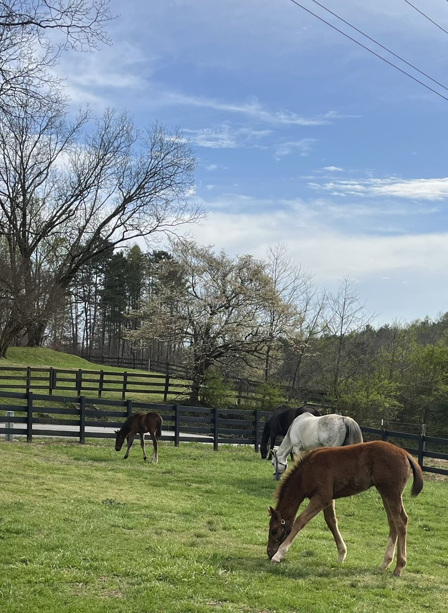 phillips_farm's tweet photo. Is there any place more beautiful on Gods green Earth than a horse farm at spring time? We don’t think so!#UNBRIDLEDPASSION 🐎🏆🐎🏆🐎 https://t.co/CQj9uDGrKT