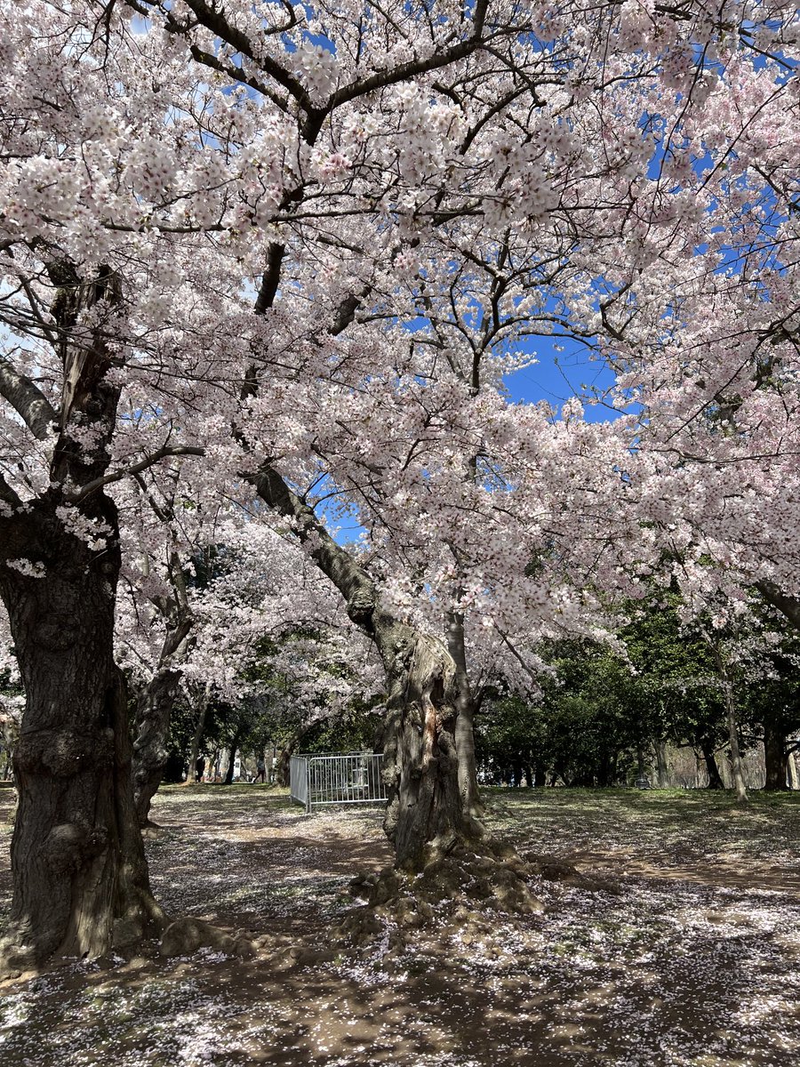 Dr. Angelia Seyfferth (she/her) tweet media