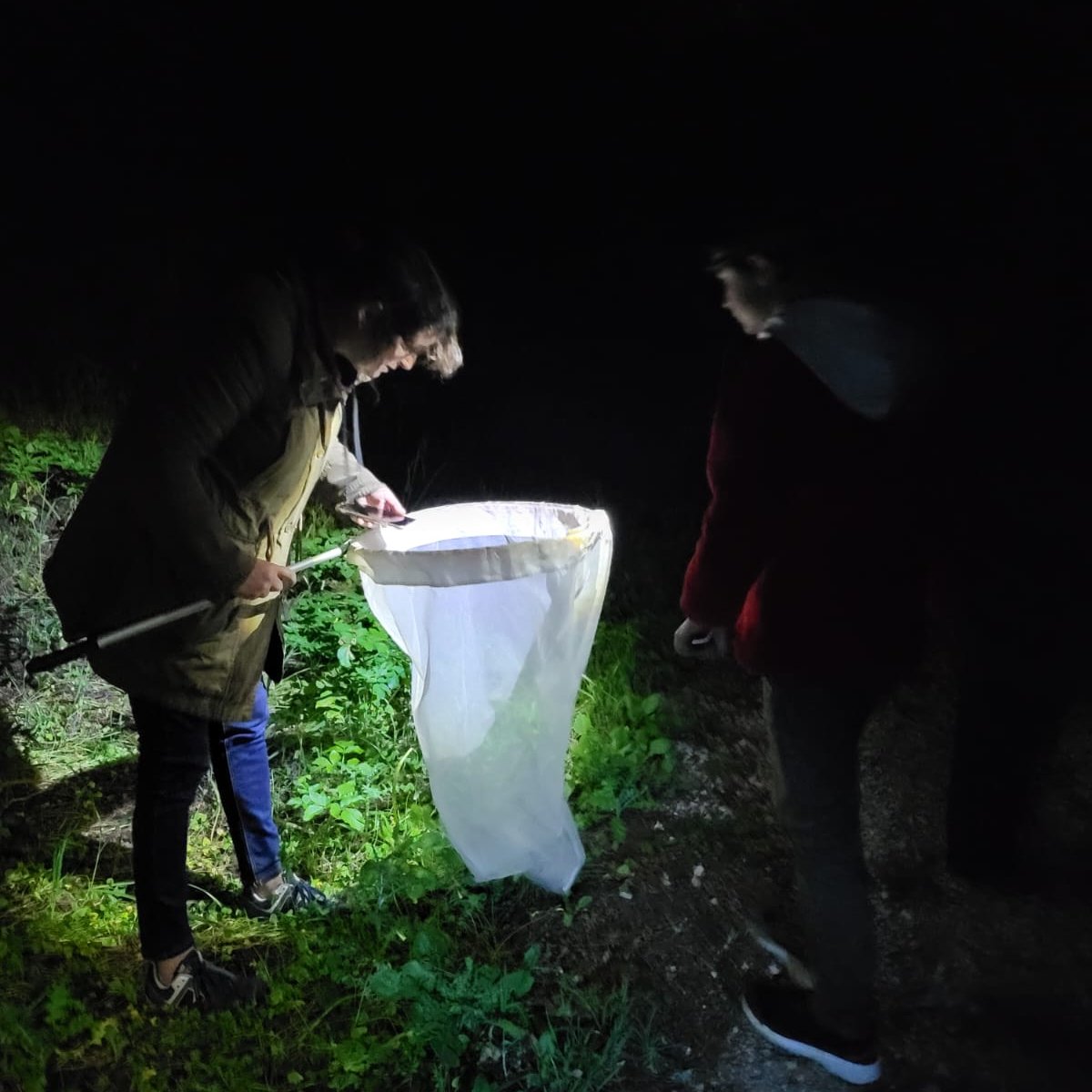 O #BioBlitz Monsanto, realizado no sábado em Lisboa, contribuiu com cerca de 280 observações de 135 espécies diferentes para a nossa plataforma! 🤩 
Obrigado a todos os participantes e especialistas que estiveram presentes! #CitizenScience #iNaturalist <a href="/tagispt/">Tagis</a> <a href="/CamaraLisboa/">Lisboa</a>