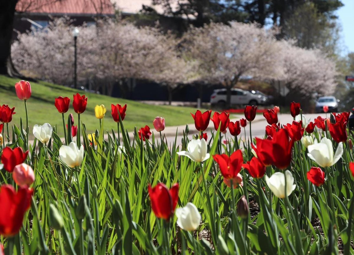 DarrellBrown84's tweet photo. @OleMissPix @OleMiss @VisitOxfordMS @cityofoxford @OleMissSports From campus this weekend. https://t.co/rUGza0OHtV