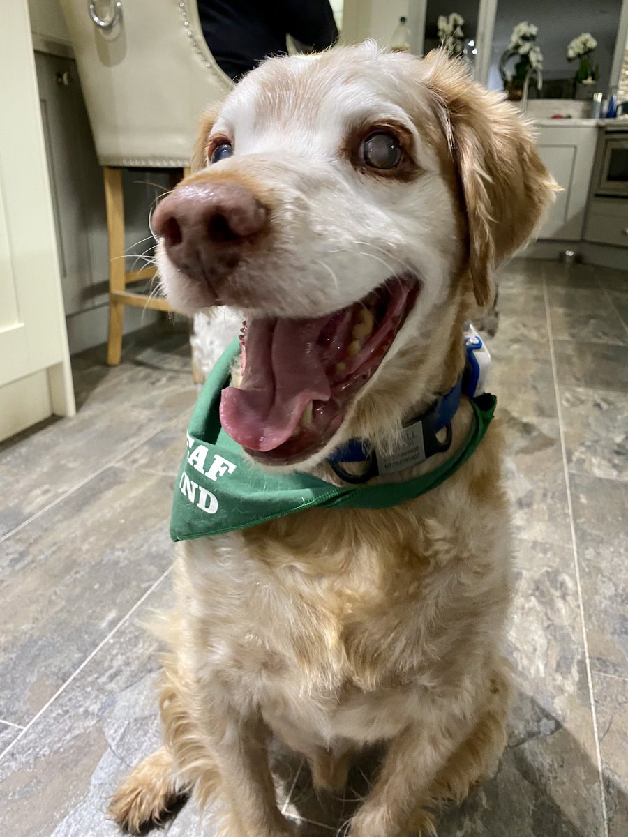 SpanielsSuper's tweet photo. @bigstu1964 He gets so excited at bedtime treat time 
He’s just the most gloriously happy boy all the time
He’s an absolute joy to have in our lives #HappyRonnie #SmileyBoy https://t.co/XBzl0cf5hP