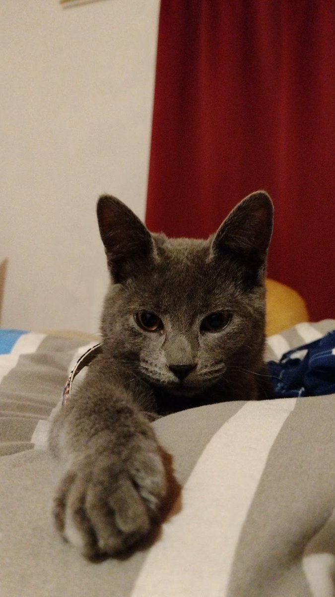 De lo que siempre tuve miedo, pasó. Se fue mi gatita bebé, la rebelde, mi gato perro porque me seguía a comprar pan, de mis viejos.. estaba ilusionada que me acompañes más tiempo, 2 años no es nada. Perdón, hice todo lo que pude. te amo, nunca me voy a olvidar de vos.