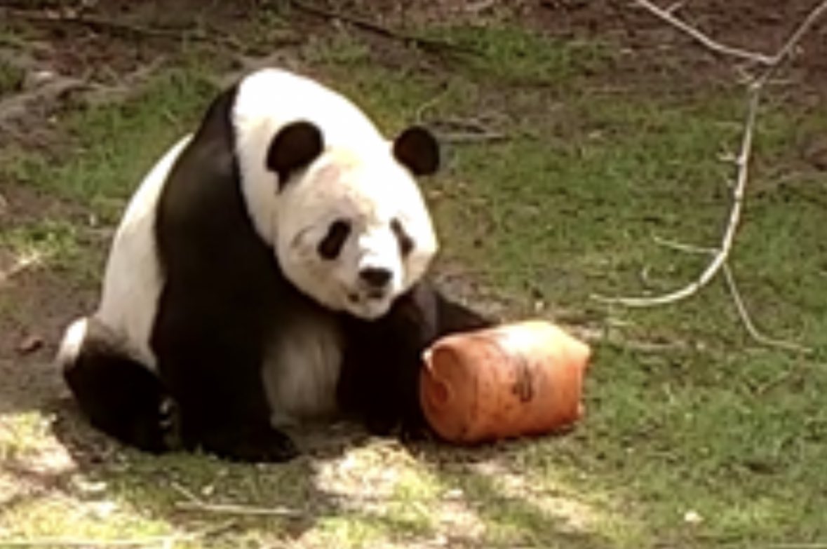 Jeffrius's tweet image. A lot of screen time for papa Tian Tian today. He deserves it.