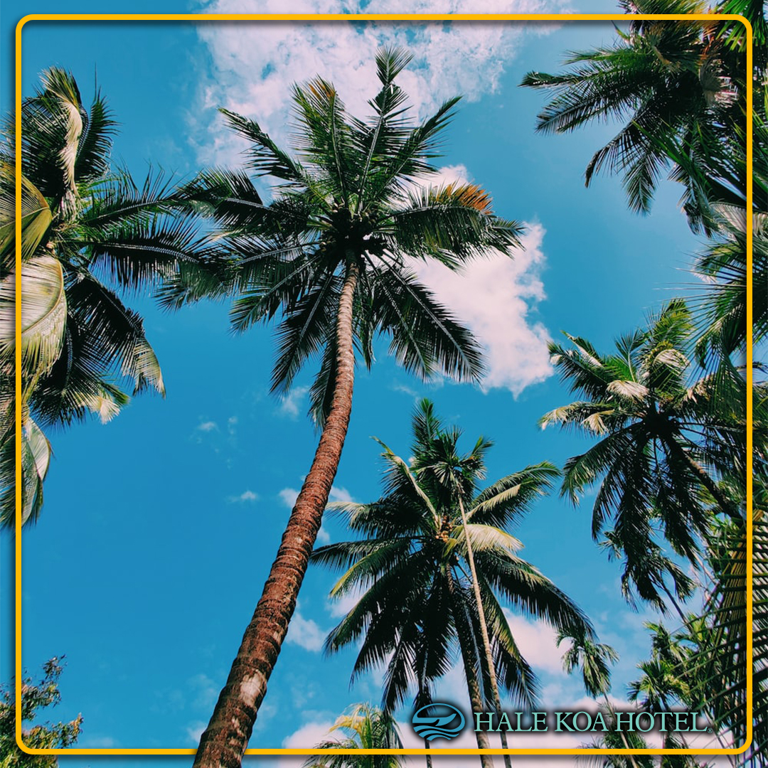 The #HaleKoaHotel has so many beautiful plants, flowers, and trees... but can you guess how many coconuts trees we have on our property?
(A) 100-300    (B) 300-500    (C) 500-700    (D) 700-900

#Waikiki #TriviaTuesday #Hawaii #Aloha